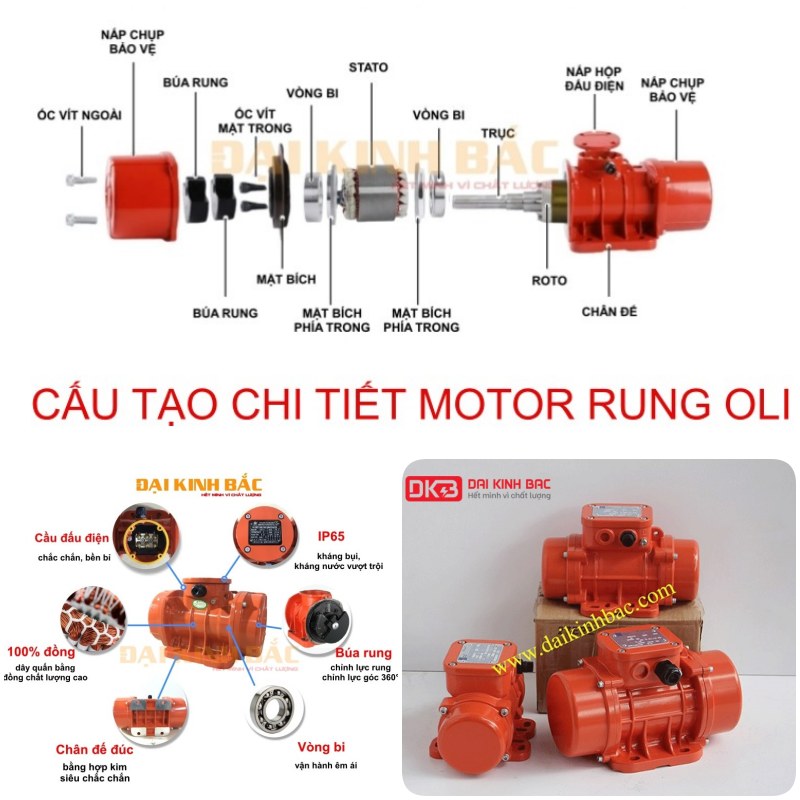 cấu tạo động cơ rung Oli 6 cực